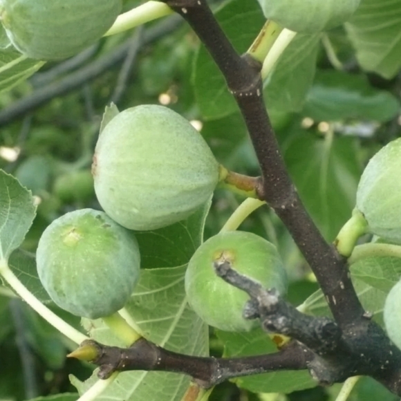 Fig Tree Seeds - Picture 1 of 4